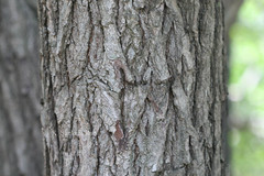 Lafoensia microphylla